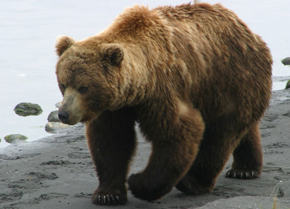 Brown bear in Austria for the second time was declared extinct