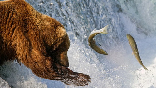 Brown bear in the fishing season