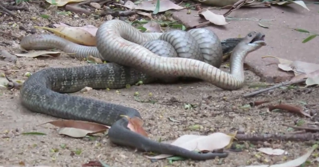 Brown snake bites the skull swallowing the cobra after the death war