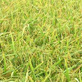 Brunei planted 10 rice varieties in Vietnam