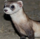 Brutal assassins in the animal world