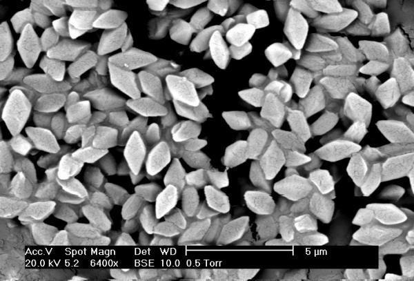 Bt cotton helps control pests