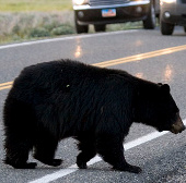 Build a tunnel for bears in the United States