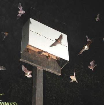 Build houses for bats to fight mosquitoes