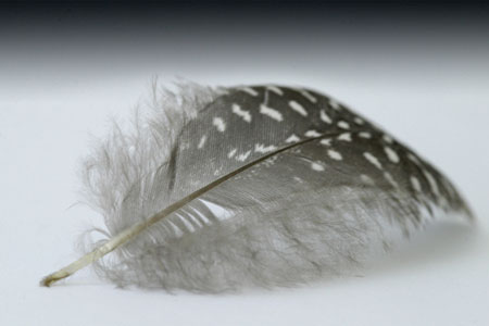 Building materials from chicken feathers