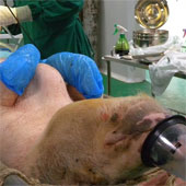 Bulk cloning pigs in China