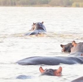 Bull sharks face hippopotamus