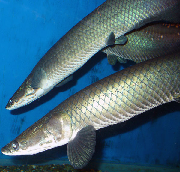 Bulletproof material new varieties of fish scales?