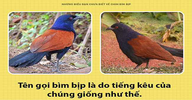 Bumblebee - a bird that can keep a house in place of a dog