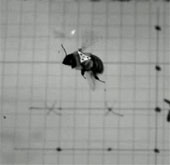 Bumblebee flies well in bad weather
