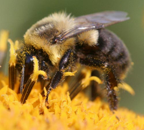 Bumblebee is almost disappearing in the US