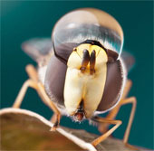 Bunch of poisonous insects, rare and rare