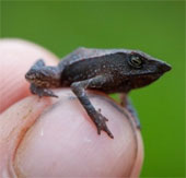 Bunch of toxic, strange and rare amphibians in the world