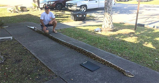 Burmese pythons threaten to 'swallow' Florida