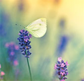 Butterflies and bright colored dragonflies thrive due to warm Europe