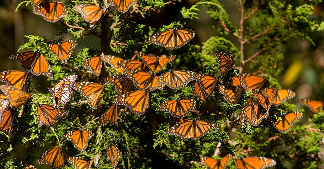 Butterflies are beautiful like fairytale in Mexico