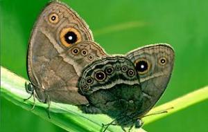 Butterflies are both charming and hateful