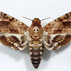 Butterflies 'Death' is capable of 'speaking'