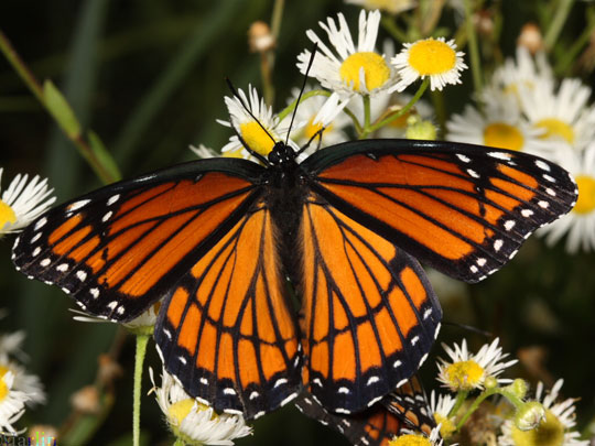 Butterflies find drugs to cure diseases