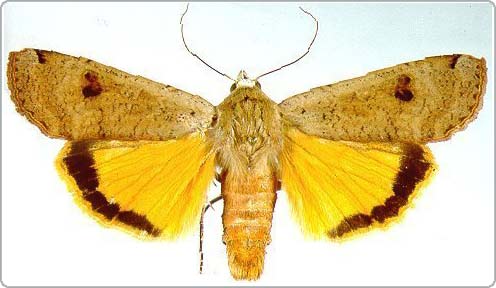 Butterflies have the ability to regulate hearing when attacked