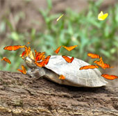 Butterfly drinking turtle tears