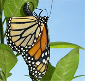 Butterfly Emperor faces the threat from humans