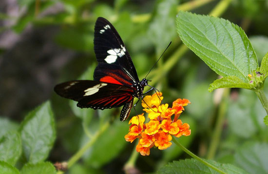 Butterfly research explores the process of evolutionary convergence