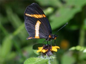 Butterfly sanctuary in Mexico