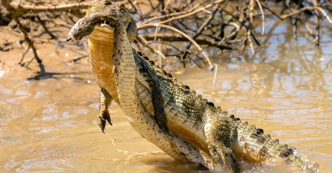 Butterfly serpent died against crocodiles under the lake