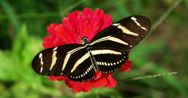 Butterfly's wicked secret