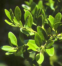 Buxus sinica Rehd ct Wils