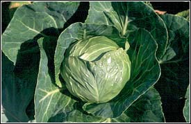 Cabbage root swelling