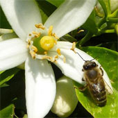Caffein increases bee memory