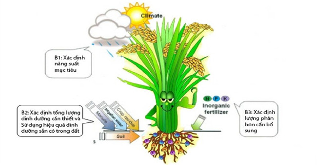 Calculating fertilizer demand of rice plants by technique