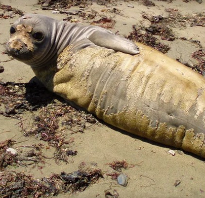 California seals change in bulk because of seawater pollution of mercury