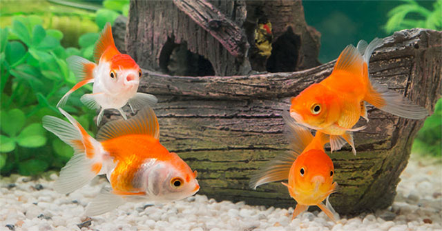 Called 'goldfish brain', but how exactly is this fish remembered?
