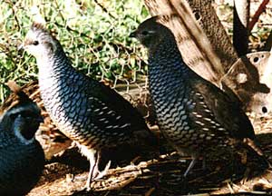 Calluses with scales - Callipepla squamata