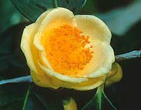 Camellia tea - Camellia chrysantha