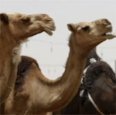Camels cause Middle East respiratory distress syndrome