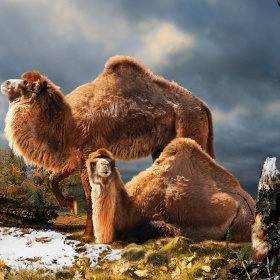 Camels once inhabited the North Pole