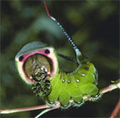 Camouflage art of caterpillars