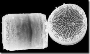 Can algae limit global warming?