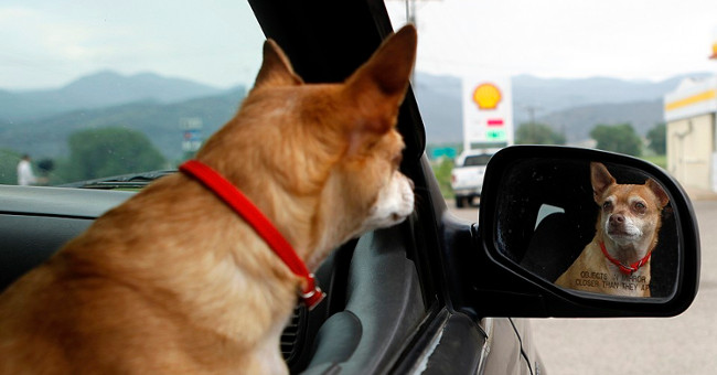 Can animals recognize them when looking at mirrors?