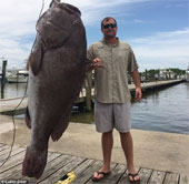Can catch giant grouper, more than a hundred pounds