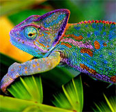 Can chameleon blinds change color?