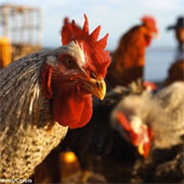 Can chicken cure deafness itself?