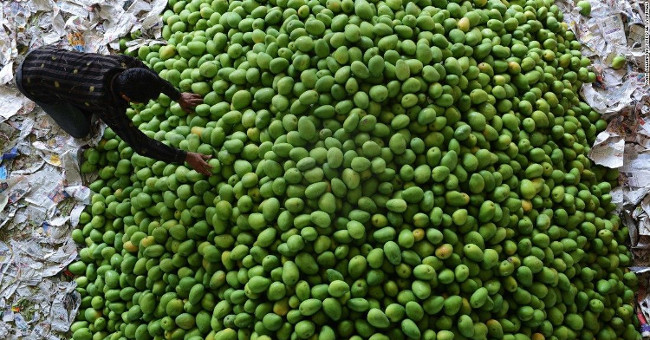 Can chocolate be made from mango fruit?