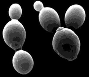 Can compensate for genetic defects with vitamins and minerals