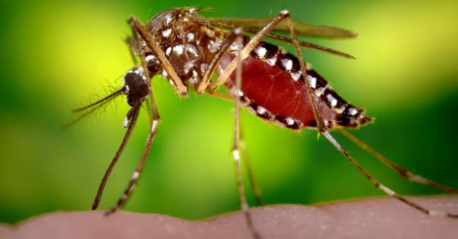 Can dengue fever be transmitted sexually?