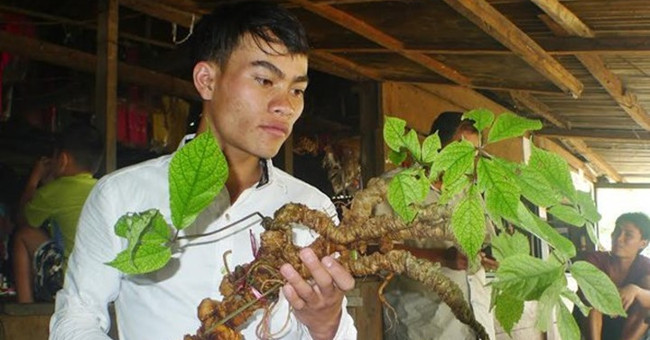 Can dig Ngoc Linh ginseng 100 years old